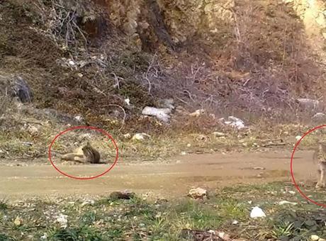 Nesli tehlike altında! Fotokapana yakalandı: Şimdi keyif zamanı