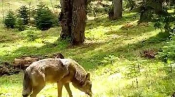 Nesli tükenmekte olan Bozkurt fotokapana yakalandı