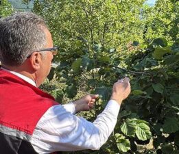 Ordu’da doğaya 245 bin ‘samuray arısı’ salınacak
