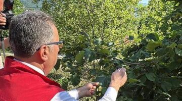 Ordu’da doğaya 245 bin ‘samuray arısı’ salınacak
