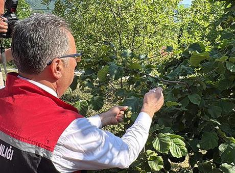 Ordu’da doğaya 245 bin ‘samuray arısı’ salınacak