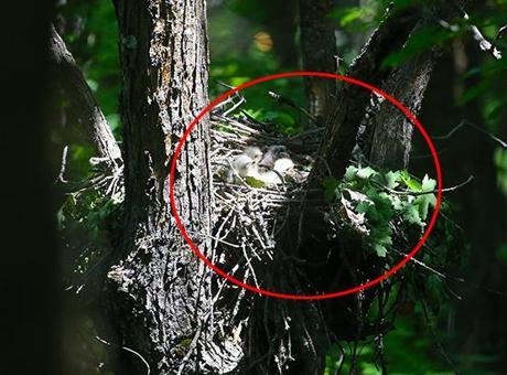 Ormanı gezerken ‘kartal yuvası’na denk geldi! Şakına çeviren manzara