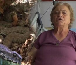 Pantolonundan girdi, bacağını ısırdı! Tunceli’de koca engerek dehşeti