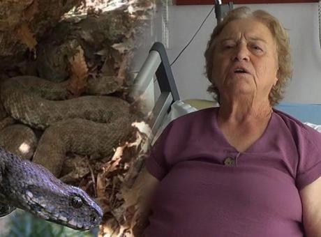 Pantolonundan girdi, bacağını ısırdı! Tunceli’de koca engerek dehşeti