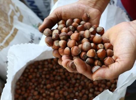 Rekabet Kurumu Başkanı Küle’den fındık alım sezonu öncesi sektöre uyarı