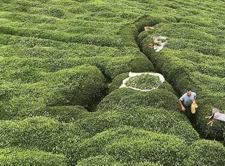 Rize’nin 5 aylık çay ihracatı 8,6 milyon doları aştı