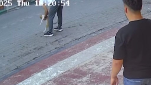 Samsun’da kediye Heimlich manevrası yaptı