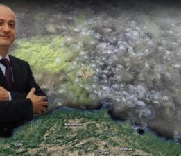 Sinop’u, Samsun’u denizanası sardı! Tuz detayını kimse bilmiyor: ‘Yemeye geldiler’