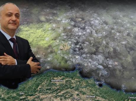 Sinop’u, Samsun’u denizanası sardı! Tuz detayını kimse bilmiyor: ‘Yemeye geldiler’