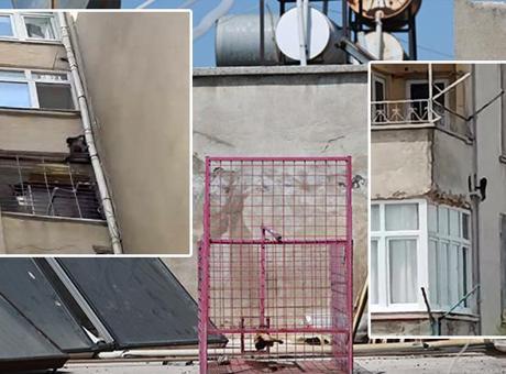 Siteye giren maymun ‘Hayri’ için kafesli operasyon! Evlere iniyor, ne bulursa yiyor