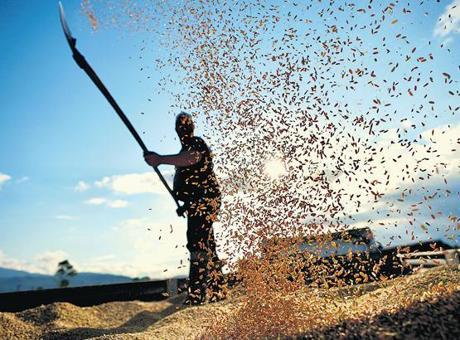 Tarlada 35 çeşit milli tohum tarıma kazandırıldı