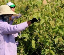 Tekirdağ’ın tescilli Yapıncak asma yaprağında hasat başladı