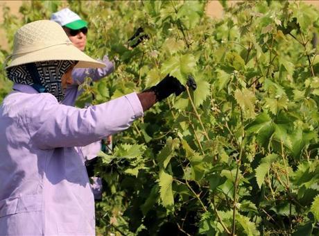 Tekirdağ’ın tescilli Yapıncak asma yaprağında hasat başladı