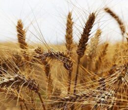 Tescilli tarla ve bahçe bitkilerinin sayısı belli oldu