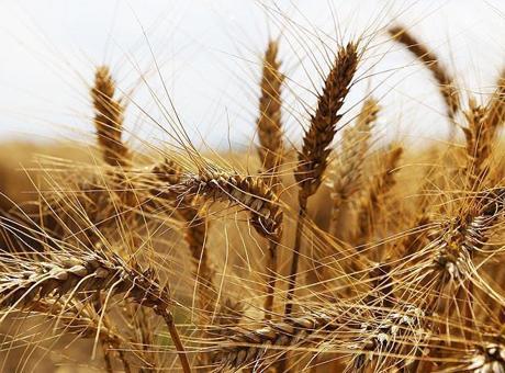 Tescilli tarla ve bahçe bitkilerinin sayısı belli oldu