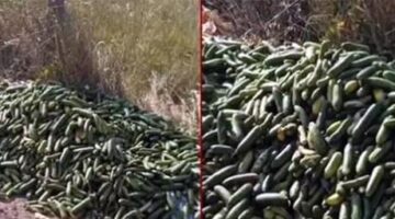 Ticaret Bakanlığından açıklama! Kocaeli’de boş araziye dökülen salatalıklar için ceza