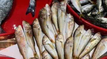 Trabzon’da balıkçı tezgahlarında bolluk!