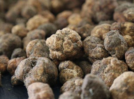 Trüf mantarı Türkiye ekonomisine 650 milyon lira katkı sağladı