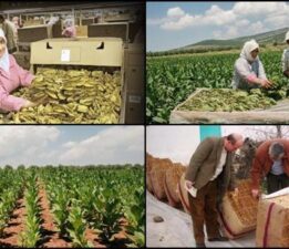 Tütün ve tütün mamulleri ihracatı 7 yıl sonra 1 milyar doları aştı