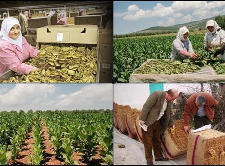 Tütün ve tütün mamulleri ihracatı 7 yıl sonra 1 milyar doları aştı