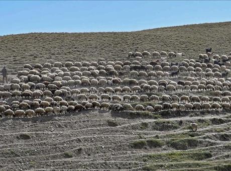 Van’da besicilere dağıtılan koyun sayısı 235 bine ulaştı