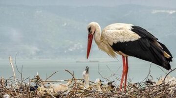 Yaren leyleğin yavrularına takip bileziği! Göç yolculukları artık uydudan izlenecek