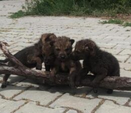 Yaylada bulundular, üniversiteye taşındılar! ‘Görürseniz sakın dokunmayın’