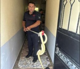 Yer: Balıkesir! Ev sahibi dev yılanla karşılaşınca şoke oldu