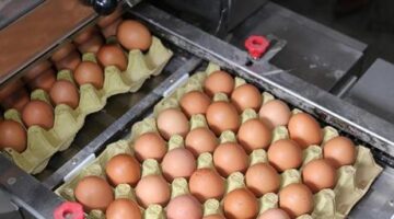 Yumurta fiyatlarında dikkat çeken düşüş! İşte yumurta fiyatlarının düşme nedeni