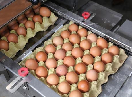 Yumurta fiyatlarında dikkat çeken düşüş! Nedeni belli oldu