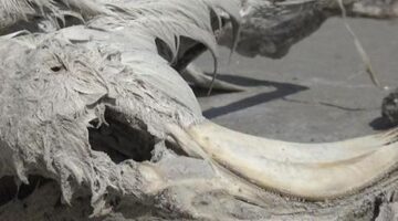 Yüzlerce flamingo ölü olarak bulundu