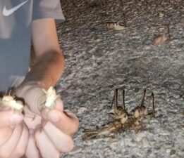 Yüzlercesi bir anda ortaya çıktı! İki şehir istila edildi