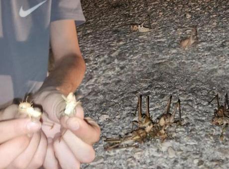 Yüzlercesi bir anda ortaya çıktı! İki şehir istila edildi