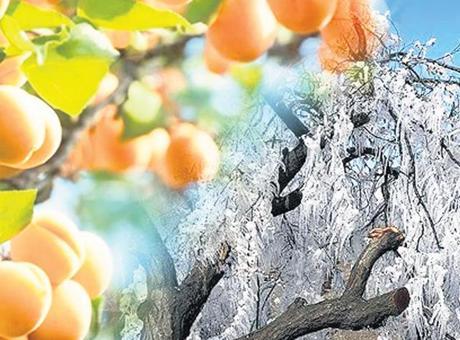 Zirai don 7 milyon ton meyve kaybı yaşattı
