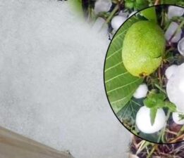 10 dakika sürdü! Ceviz büyüklüğündeki taneleri gören şoke oldu