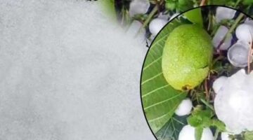 10 dakika sürdü! Ceviz büyüklüğündeki taneleri gören şoke oldu