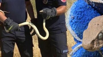 2 kentte yılan dehşeti! Sulama yapan çiftçiyi ısırdı, fabrikada metrelerce uzunlukta…