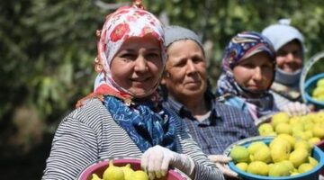 AB tescilli Aydın incirinde bunaltıcı sıcakta hasat mesaisi