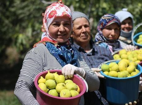 AB tescilli Aydın incirinde bunaltıcı sıcakta hasat mesaisi