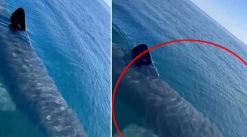 Antalya’da 3 metre uzunluğunda köpek balığı videosuna suç duyurusu