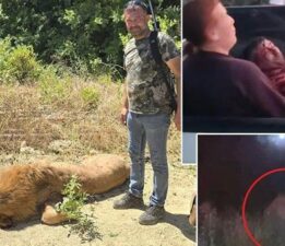 Antalya’da aslan saldırısı! Kafesinden kaçtı, bir kişiyi ağır yaraladı