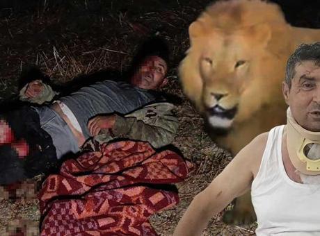Antalya’da aslan saldırısında yaralanmıştı! Günler sonra ortaya çıktı: ‘Rüyalarıma giriyor, işçiler tarlaya gidemiyor’