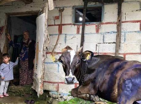 Artvin’de ayı saldırısı! Köylüler müdahale etti: ‘Üzerinde pençe izleri vardı’
