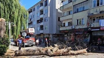 Asırlık çınar ağacı apartmanın üzerine devrildi