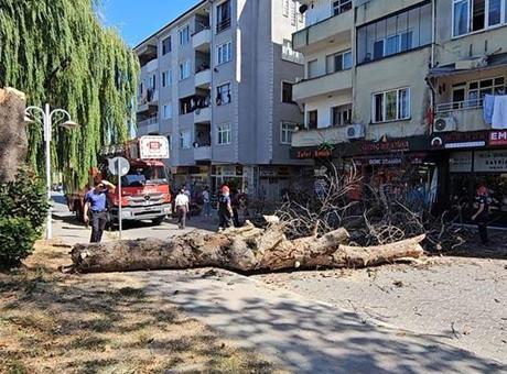 Asırlık çınar ağacı apartmanın üzerine devrildi