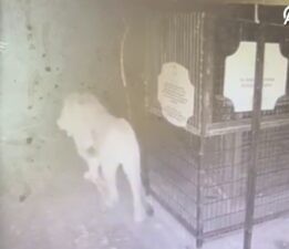 Aslanın kaçma anı kamerada