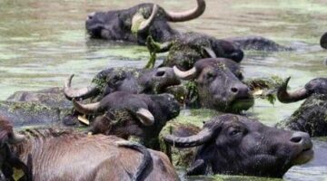 Belgesel tadında görüntüler: Burası Serengeti değil, Erzurum! ‘Sütü için köyde kuyruklar oluyor’