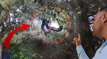Devasa yılanın beslenme saati: Ağaçtan gelen tuhaf sesle irkildi, manzara dehşete düşürdü