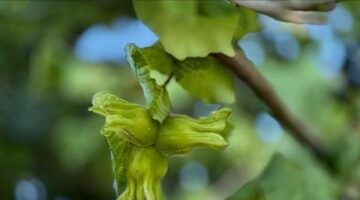 Düzce, 13 bin 461 ton iç fındık ihraç etti