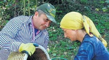 Fındık hasadı 4 Ağustos’ta başlıyor